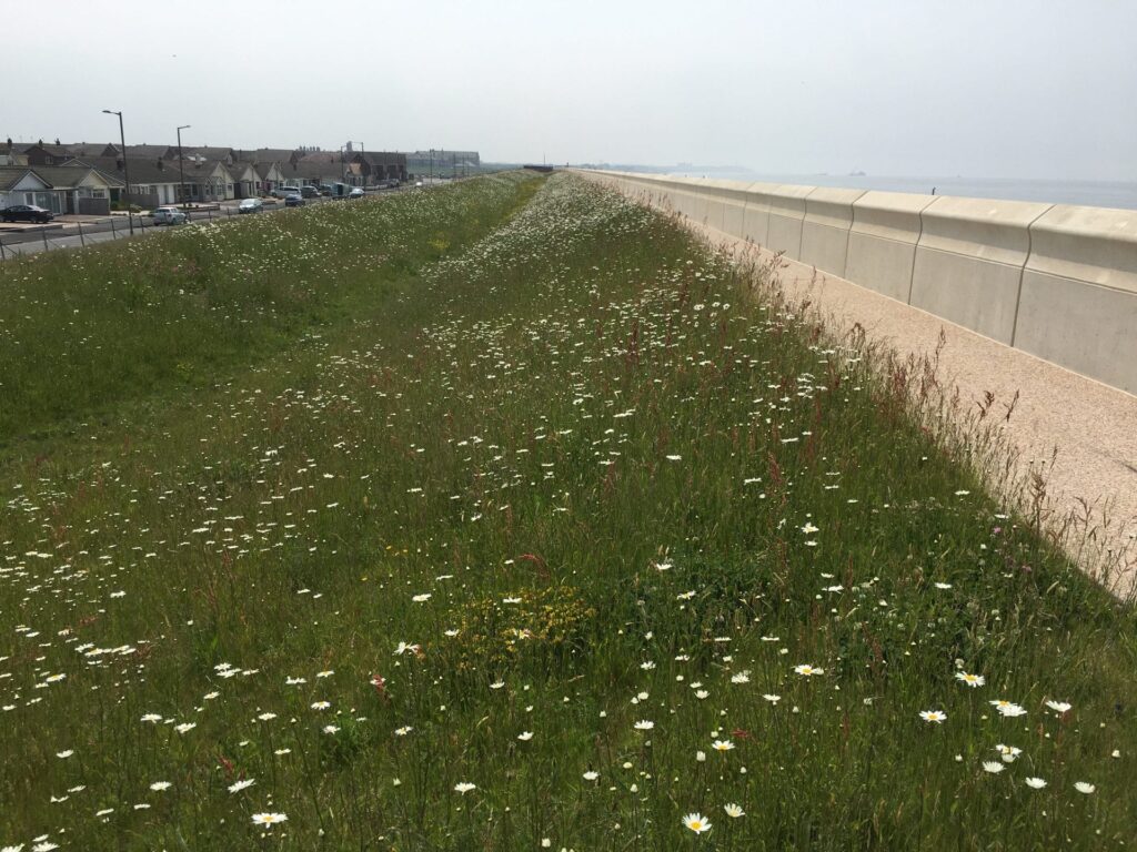 Looking along the Larkholme Grasslands, see the new footpath behind the rear flood wall. Rossall Coastal&nbsp;Defence Scheme