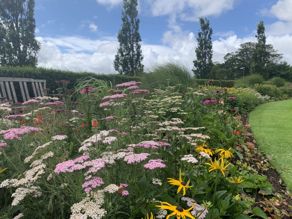 Herbaceous border at Memorial Park