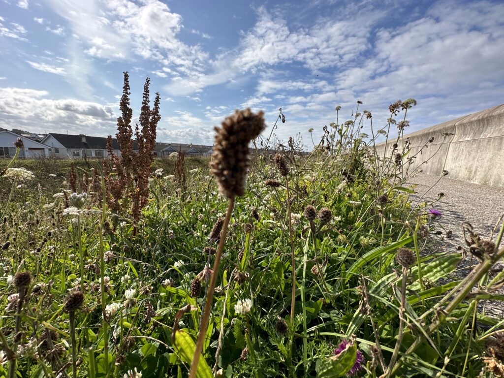 Varied wildlife lives here