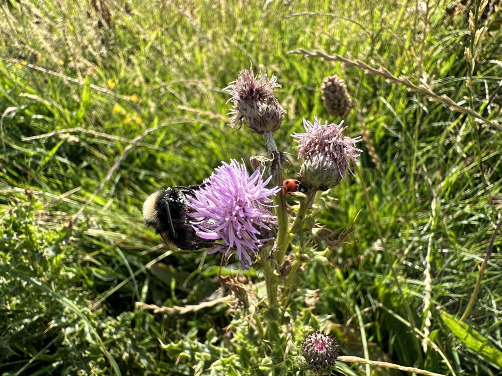Bees, ladybirds, butterflies and many more insects enjoy the flowers